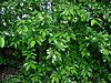 Amerikaanse vogelkers Prunus serotina.jpg