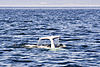 Beluga Whale Tadoussac Quebec Canada Luca Galuzzi 2005.jpg