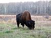 Bison Elk Island.jpg