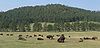Bison grazing at Wind Cave.jpg