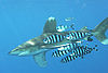 Carcharhinus longimanus 1.jpg