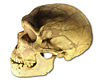 Ferrassie skull.jpg