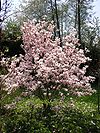 Magnolia Spring.jpg