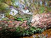 Mantidactylus argenteus01.jpg