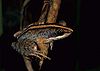 Mantidactylus femoralis.jpg