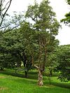 Melaleuca quinquenervia Tree 1.jpg