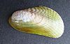 Musculista senhousia (Asian mussel).JPG