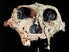 Paranthropus robustus face (University of Zurich).JPG