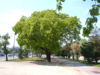 Quercus pubescens.jpg