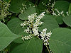 Reynoutria japonica 001.jpg
