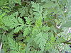 Starr 031108-3169 Ambrosia artemisiifolia.jpg