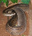 Adult Female Python sebae.jpg