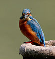 Common Kingfisher I MG 0348.jpg