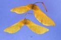 Acer platanoides seeds.jpg