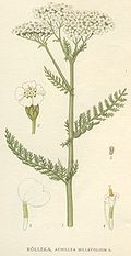 Achillea millefolium NF.jpg