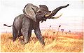 Afrikanischer Elefant-painting.jpg