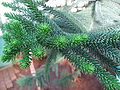 Araucaria luxurians leaves 01 by Line1.JPG