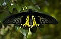 Butterfly Male Golden Birdwing.jpg