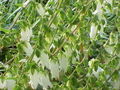 Campanula alliariifolia1.jpg