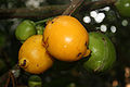 Casimiroa edulis 2 fruit.jpg
