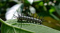 Caterpillar-ZebraLongwing-01 crop.JPG