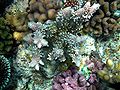 Coral reefs papua.JPG
