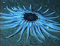 Deepsea anemone.jpg
