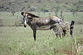 Equus grevyi in Kenya (male).jpg