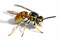 European wasp white bg02.jpg