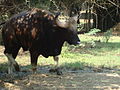 Gaur Bison in Vandaloor Zoo.JPG