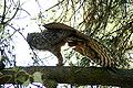 Great-horned-owl-stretching.jpg