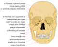 Human skull front details.svg