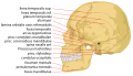 Human skull side details.svg