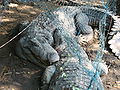 Indian Mugger Crocodiles fighting in Vandaloor Zoo.JPG