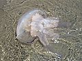Jellyfish Washed Ashore.jpg