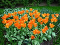 Keukenhof tulipes orange 1.JPG