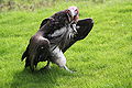 Lappet-faced vulture.jpg