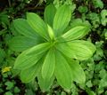 Lilium-martagon(Blattrosette).jpg