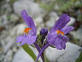 Linaria alpina R0012652.JPG