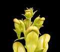 Linaria vulgaris 08 ies.jpg