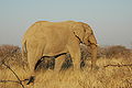Namibie Etosha Elephant 01.JPG