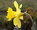 Narcissus pseudonarcissus flower – side.jpg
