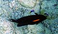 OrangeBand Surgeonfish.jpg