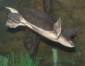 Pig-Nosed Turtle Carettochelys insculpta Diving 2260px.jpg