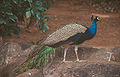 Ramanasramam Resident Peacock.jpg
