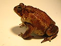 Southern Toad I.JPG
