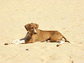 Taussit puppy in Sahel.jpg