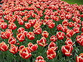 Tulips in Keukenhof 2.jpg