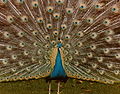 USA California San Diego Zoo Peacock.jpg