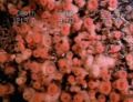 Wall of anemones.jpg